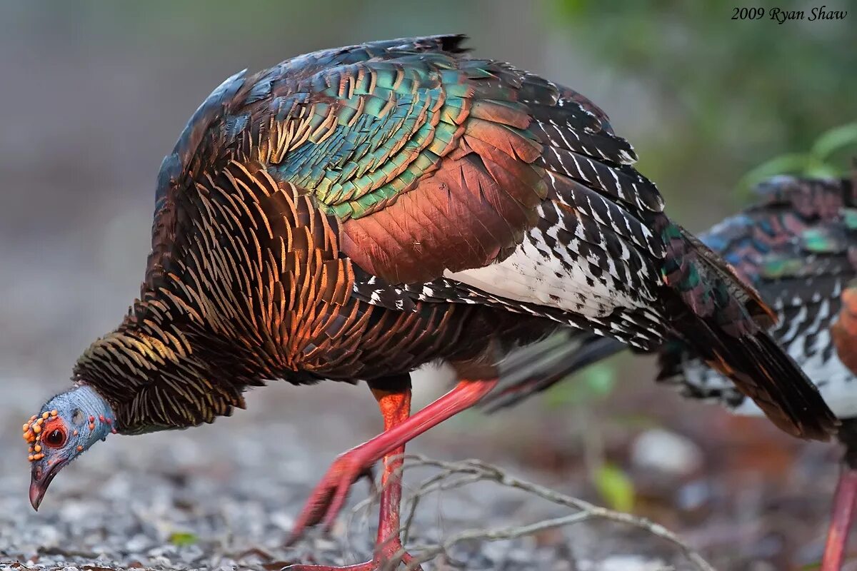 Глазчатая индейка. Meleagris ocellata. Глазчатая индейка птица. Глазчатый индюк. Крупная птица семейства