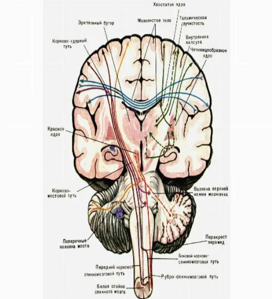 эфферентные проводящие пути мозжечка. схема основных проводящих путей спинного мозга. чувствительные пути спинного и головного мозга. проводящие пути головного и спинного мозга анатомия. чувствительные и двигательные пути спинного мозга.