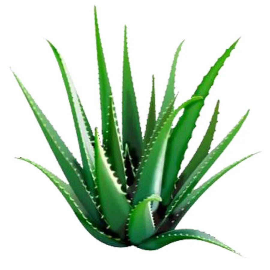 Aloe nyeriensis. Алоэ реснитчатое. Алоэ Сладениана (Aloe sladeniana). X381 алоэ. Алоэ хаги ваги