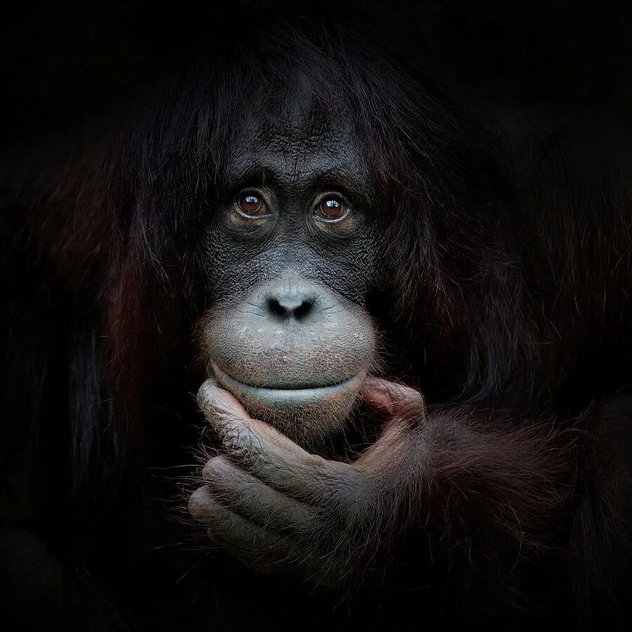 Улыбка обезьяны. Smiling monkey. Улыбка шимпанзе. Улыбка шимпанзе. Обезьяна улыбается.