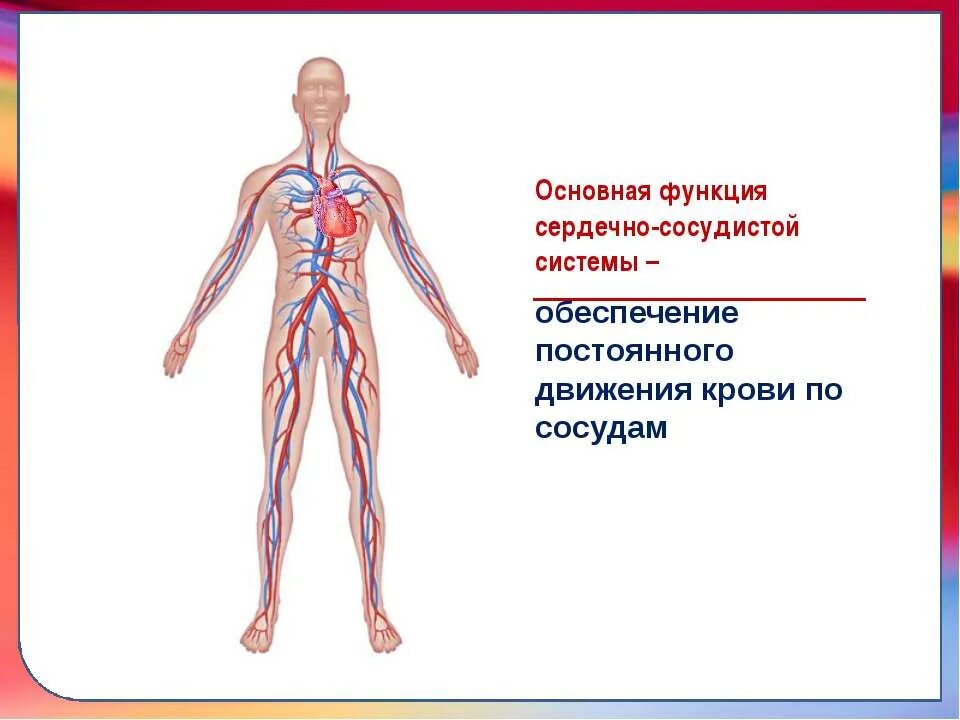 Строение и функции сердечно-сосудистой системы. Строение и функции сердечно-сосудистой системы кратко. Сердечносоудистая система. Строение кровеносной системы человека.