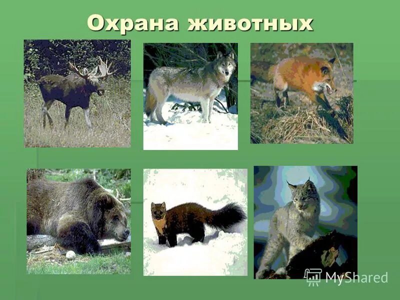 Мероприятия по защите животных. Сайты охраны животных. Организации по охране животных. Организация охраны животных. Презентация на тему охрана животных.