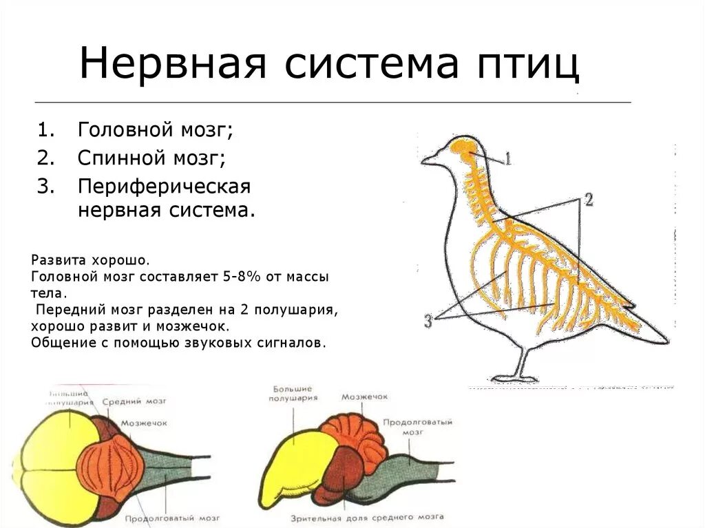 С чем связаны рефлексы у птиц. Отделы головного мозга у птиц схема. Внутреннее строение нервная система птицы 7 класс биология. Строение нервная системы класс птицы. Нервная система птиц схема.