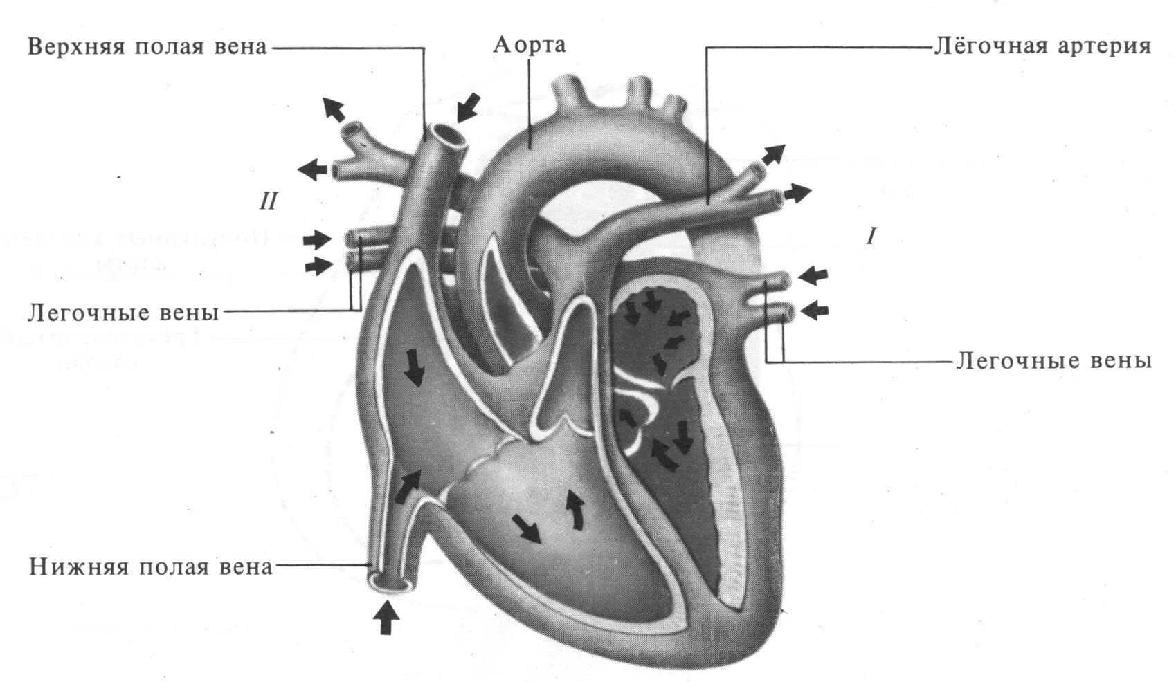 Какая структура сердца человека изображена на рисунке. Строение сердца схема продольного фронтального разреза. Схема строения сердца продольный разрез. Строение сердца человека. Строение сердца человека без подписей.