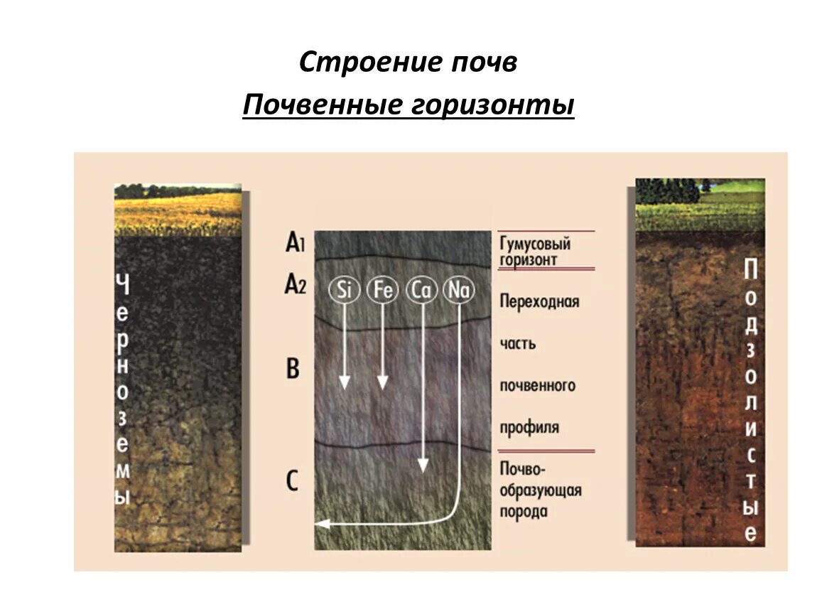 Структура почвы почвенные горизонты. Почвенный Горизонт это в географии 8 класс. Почвенные горизонты Докучаев. Почвенный Горизонт черноземных почв. Состав почвы 6 класс география