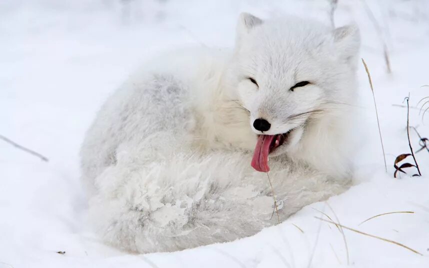 Артик фокс