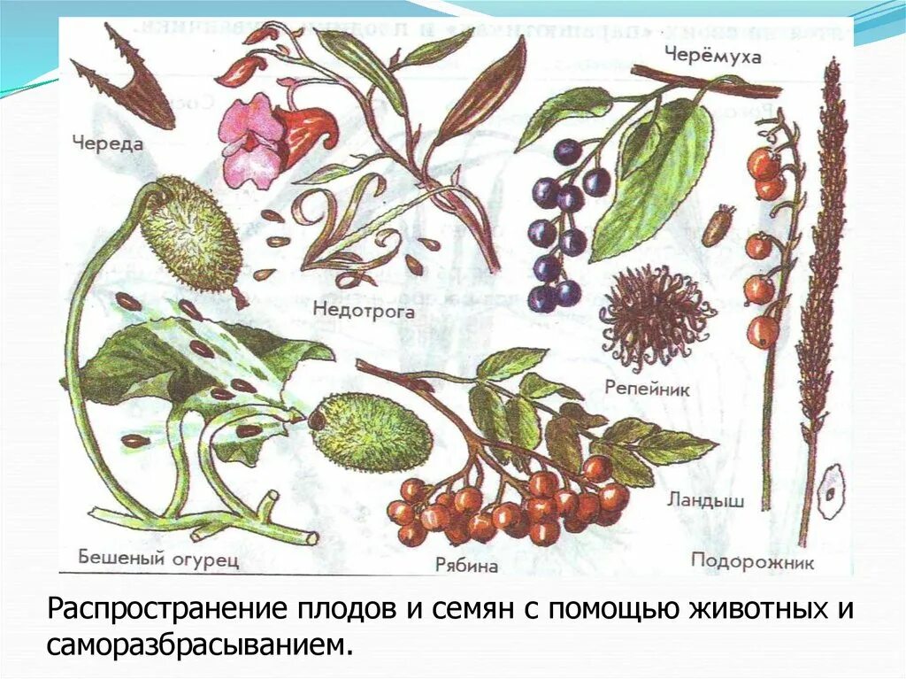 Размножение семян ветром. С помощью животных распространяются семена плодов. Плоды распространение плодов и семян. Распространение плодов и семян животными. Распространение растений животными.