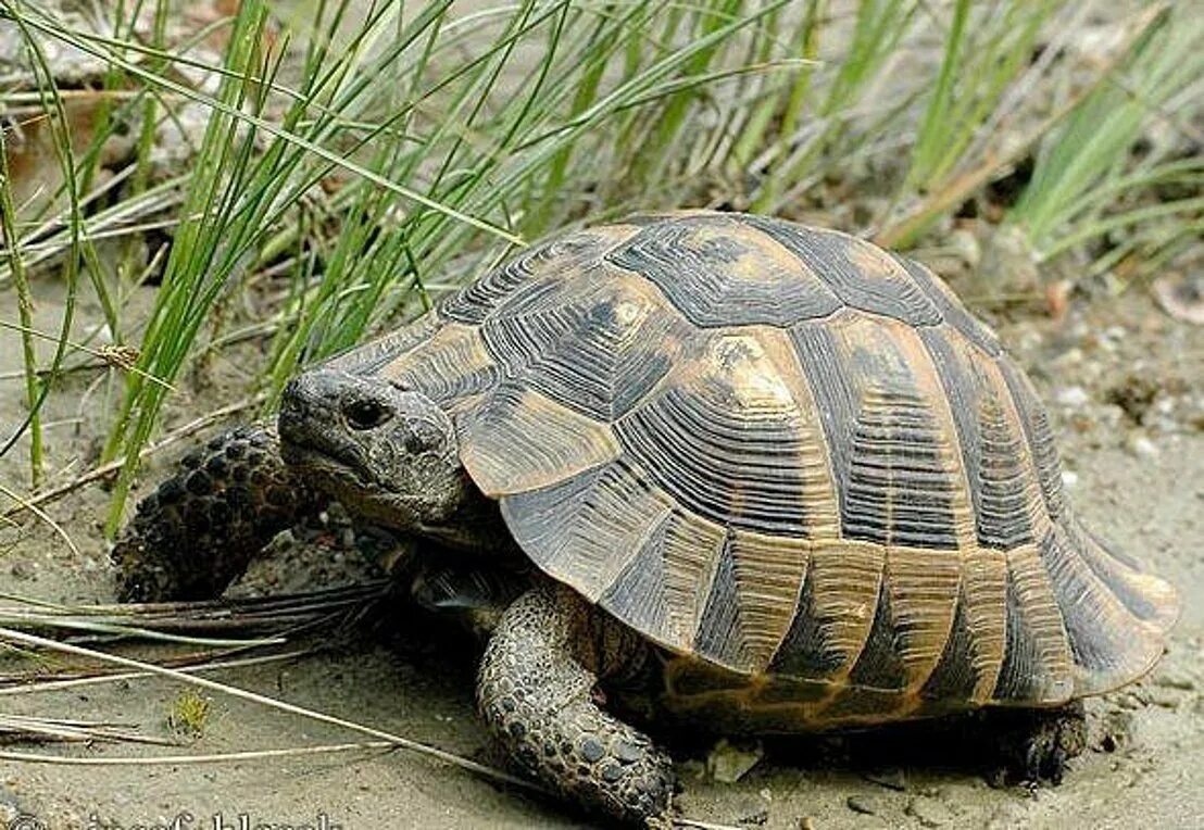 Средиземноморская черепаха Testudo Graeca. Черепаха Каретта-Каретта. Средиземноморская черепаха Никольского. Среднеазиатская черепаха и Средиземноморская. Черепахи быстро бегают