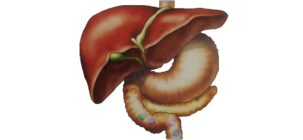 антитоксическая функция печени. сердечный приступ. пациент с больным животом. гипертрофический цирроз печени. высокое давление у пожилых.