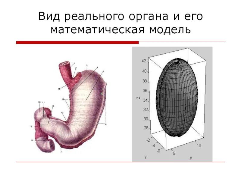 Стенки полого органа