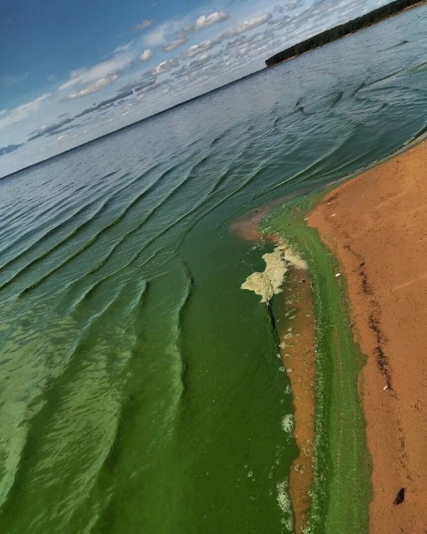 Обмеление Рыбинского водохранилища. Рыбинское водохранилище обмелело. Рыбинское водохранилище цветёт. Рыбинское вода Рыбинское водохранилище. Места на рыбинском