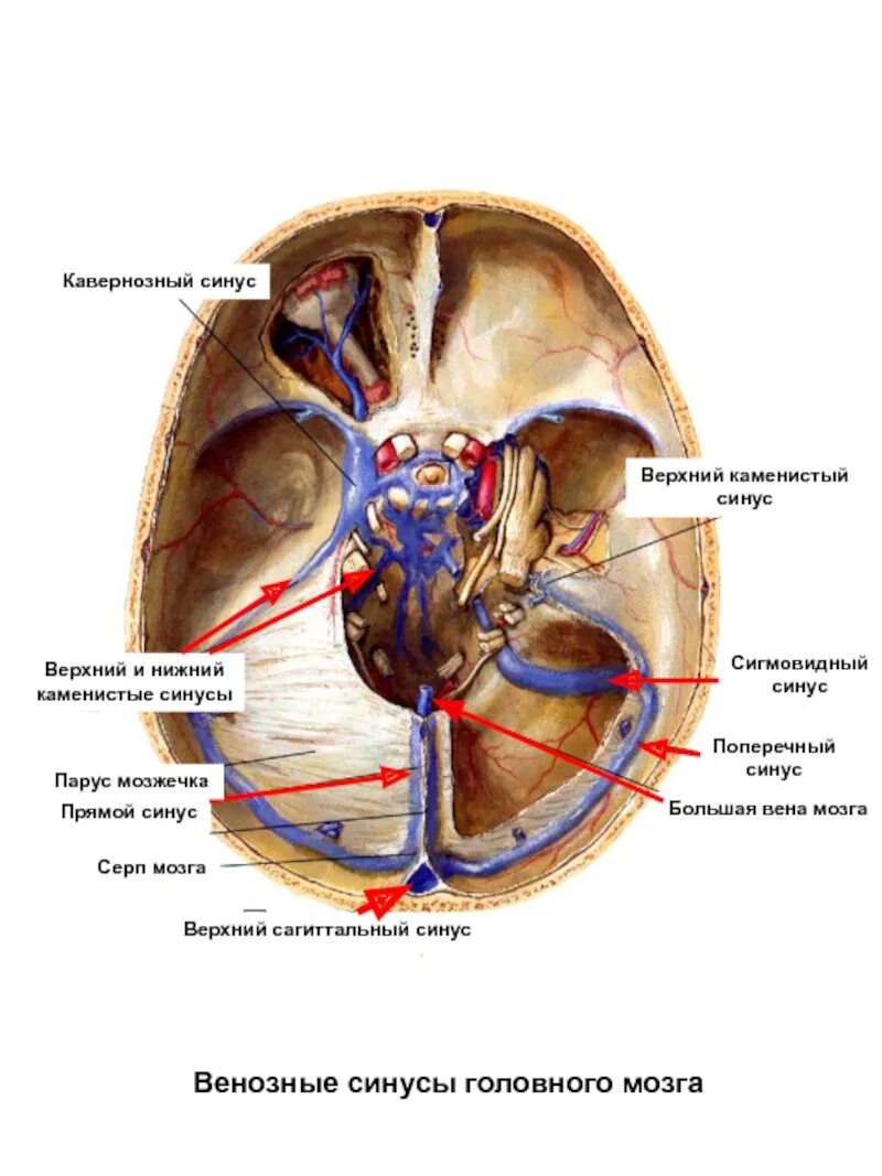 Верхние вены мозга. Пещеристый синус фронтальный срез. Пещеристый синус анатомия на черепе. Сагиттальный синус головного мозга. Верхний Сагиттальный синус головного мозга.