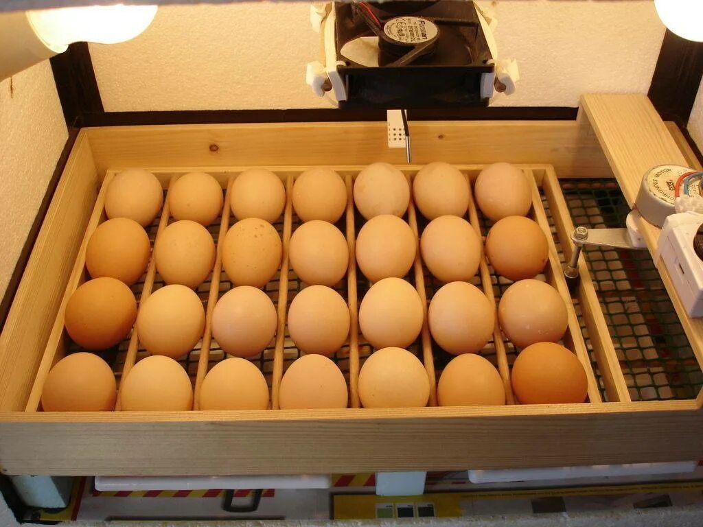 Автоматический переворот яиц в инкубаторе. Инкубатор Egg Box 3000. Лоток для гусиных яиц в инкубатор. Лоток инкубационный на 150 яиц. Лоток 88 яйца инкубатор.