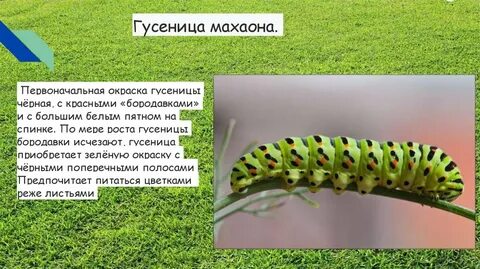 Слово гусениц