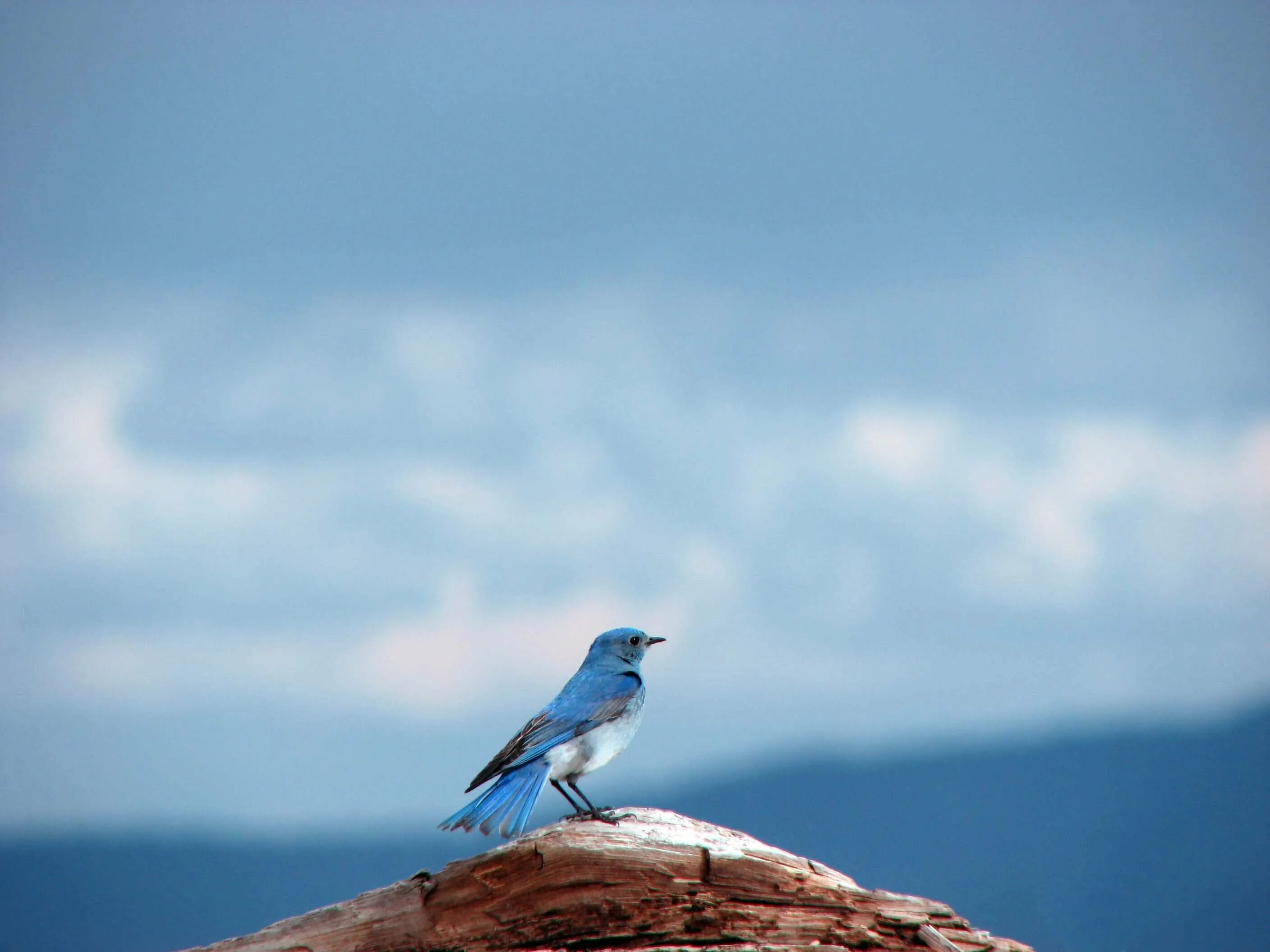 Синяя птица облака. Голубая сиалия. Птицы на фоне неба. Птицы на голубом фоне. Красивый фон с птицами.