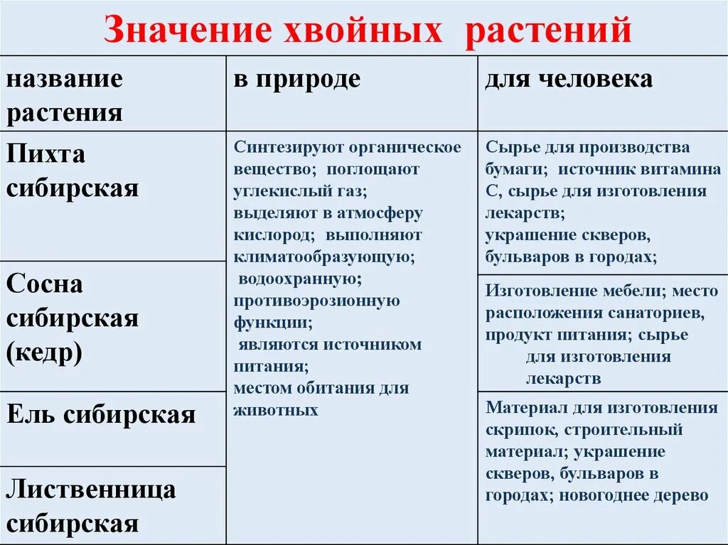 Значение хвойных растений в жизни