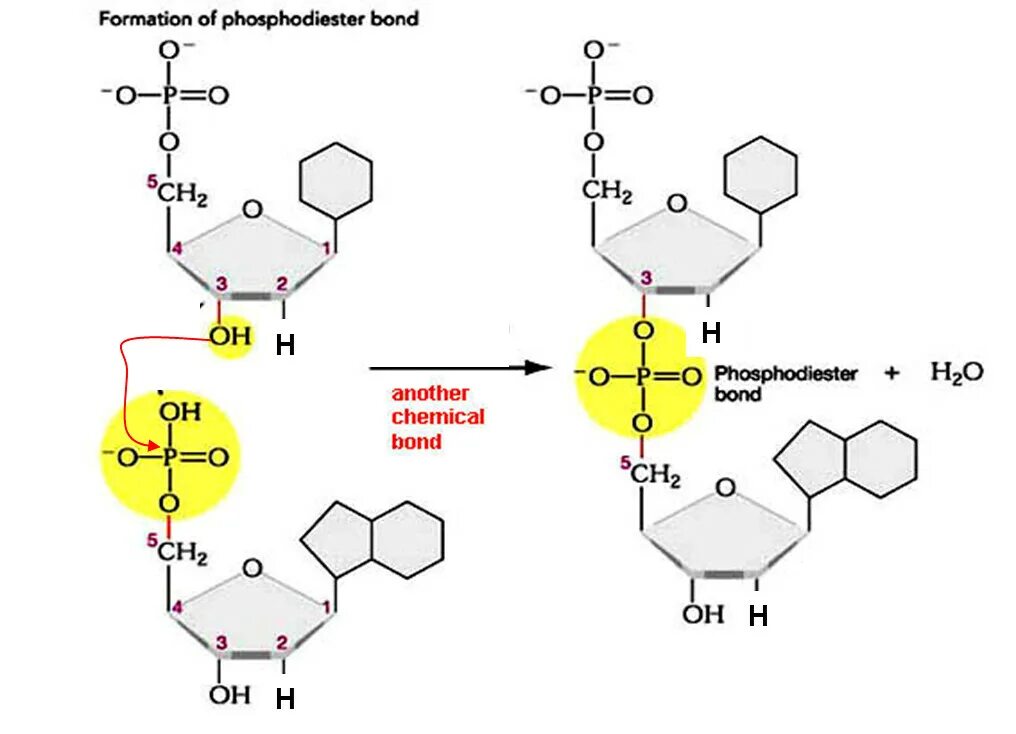 Соединение нуклеотидов днк. Образование фосфодиэфирной связи между нуклеотидами. Фосфодиэфирная связь в нуклеиновых кислотах. Образование 3',5'-фосфодиэфирной связи между нуклеотидами. 3 5 Фосфодиэфирная связь РНК.