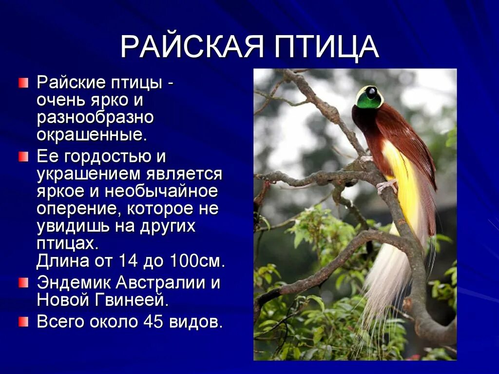 Сообщение о птицах и животных. Райские птицы. описание птиц. райские птицы презентация. сообщение о райской птице.