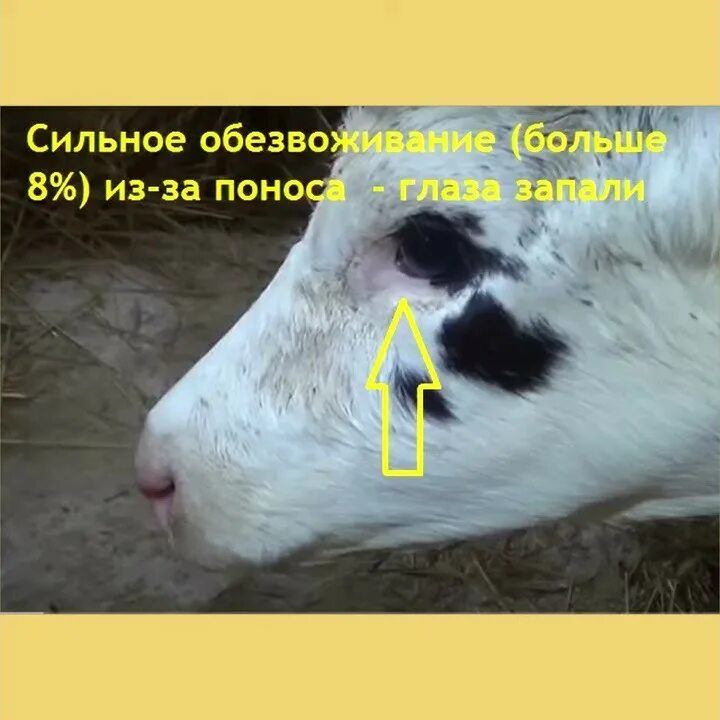 У теленка нет жвачки что. У теленка нет жвачки что