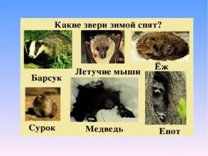 Волк впадает в спячку