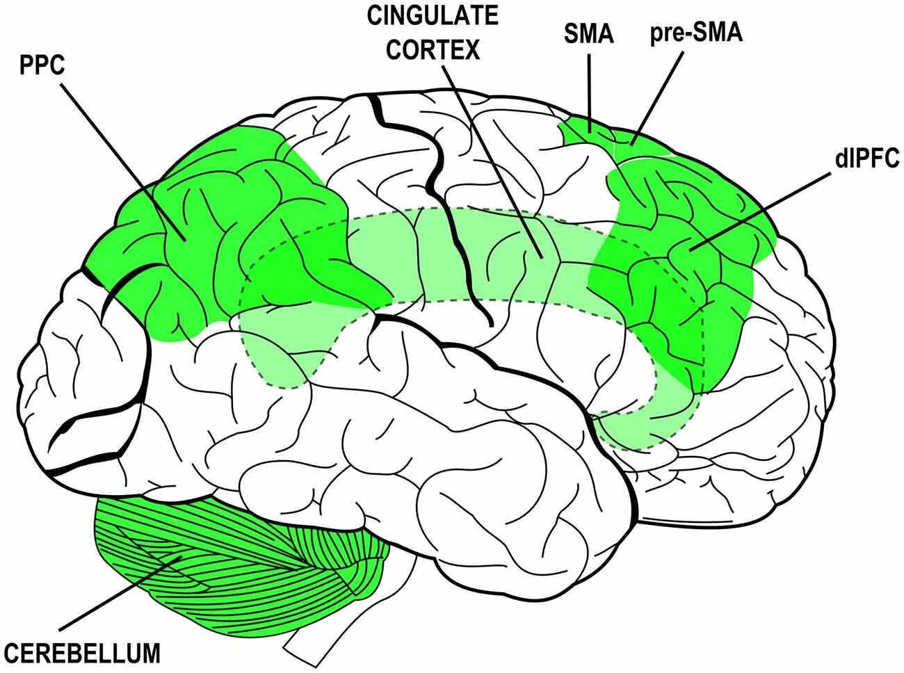 Brain scheme. TDCS cerebellum. Brain structure and functional Connectivity associated with.