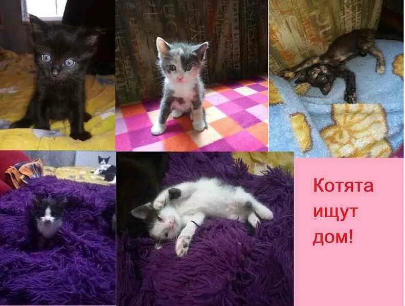 Купить кошку севастополь. Отдадим котят в добрые. Отдам котят в добрые руки. Кошки которых отдают в добрые руки. Котята в хорошие руки в Севастополе.