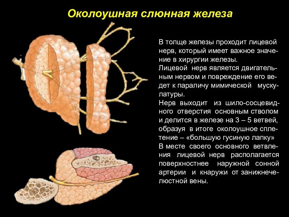 Структура околоушной слюнной железы. Околоушная слюнная железа препарат анатомия. Паренхима околоушной слюнной железы содержит. Строение околоушной слюнной железы. Образования околоушной железы