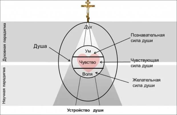 Первая душа. Структура души. Тело душа и дух в православии. Составляющие души человека. Схема души человека.