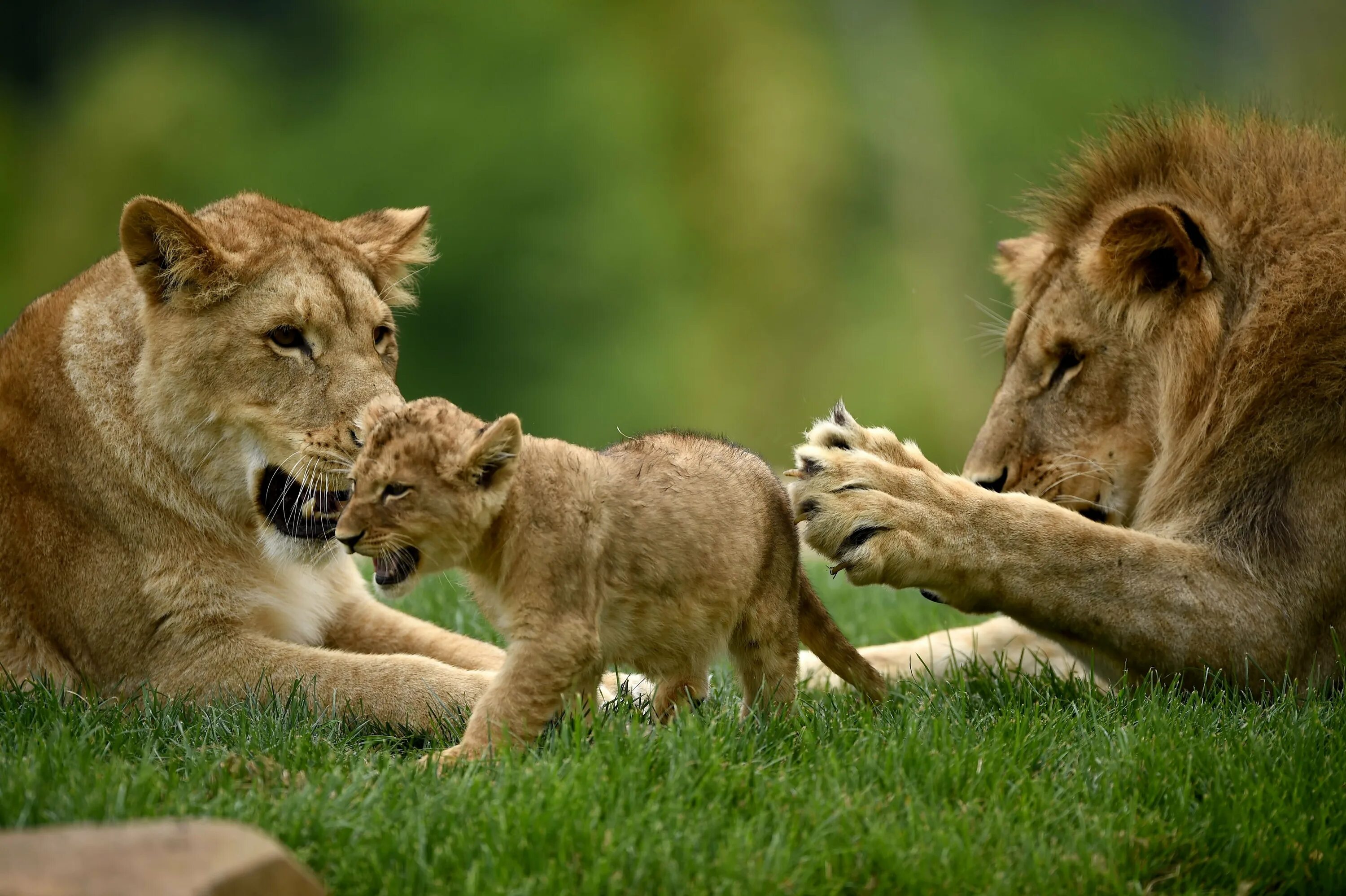 Лев какое семейство. Лев львица и Львенок семья. Лев львица и Львенок. Семья Львов с 2 львятами. Лев львица и 2 львенка.