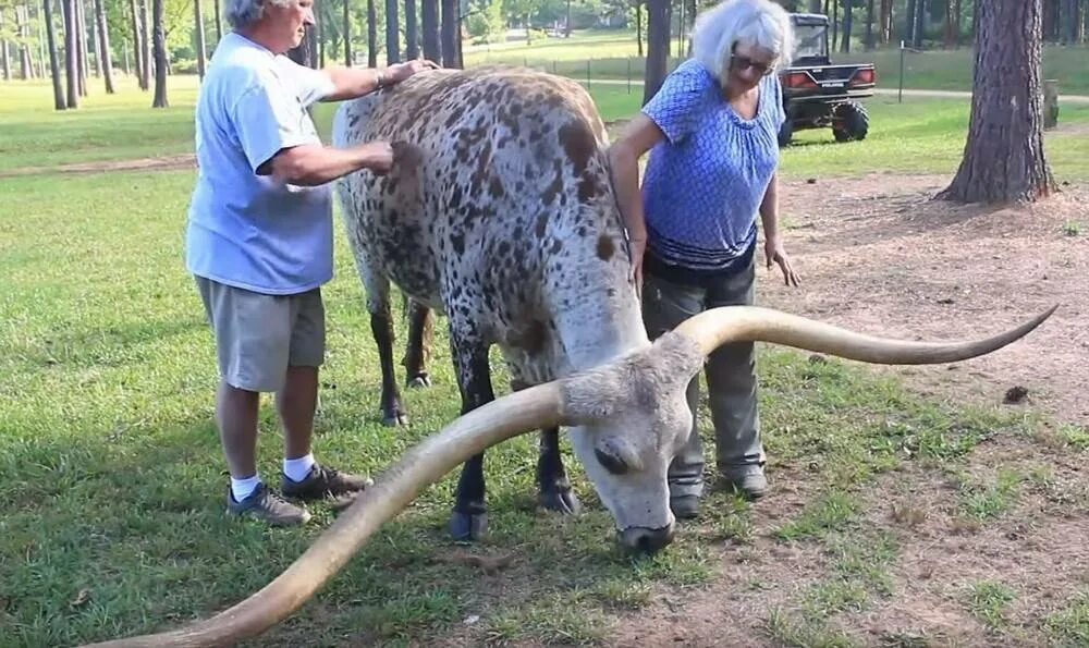 Мастиф собака неаполитанская. Мире среди самых крупных. Самые большие быки. Национальный парк секвойя калифорния сша. Тигролев геркулес.