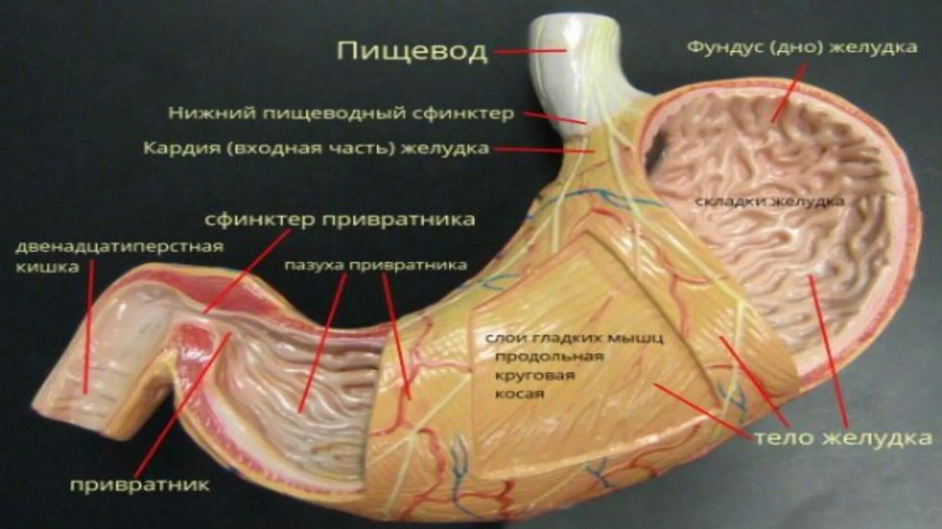 Части органа желудка. Сфинктеры желудка анатомия. Строение желудка человека анатомия. Привратник желудка анатомия. Желудок препарат анатомия.