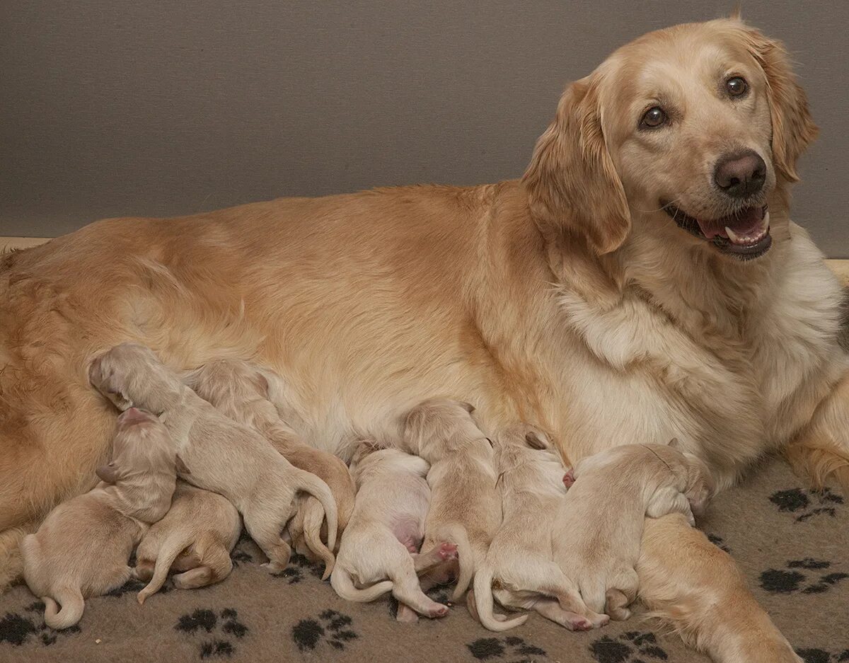 Golden retrievers kennel - Forest Town. Ladies - Tyusha