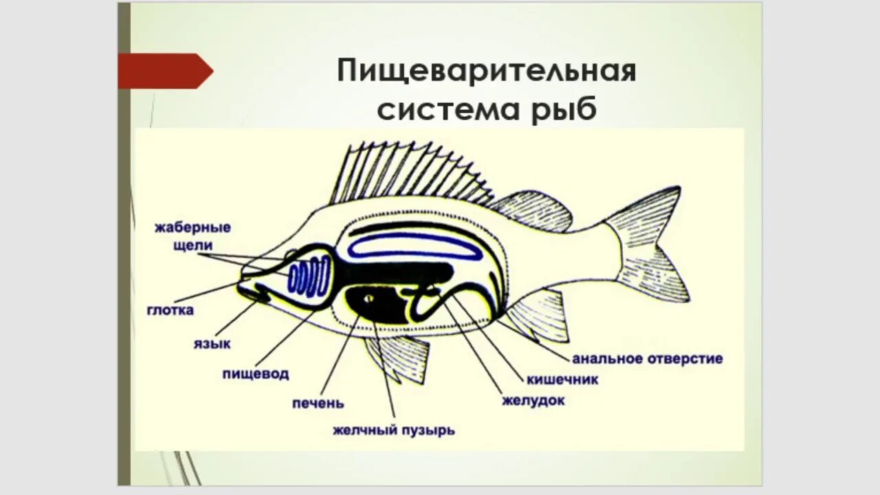 Общий план пищеварительной системы хордовых. Общий план пищеварительной системы хордовых