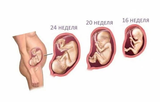 На какой недели ребенок переворачивается вниз головкой