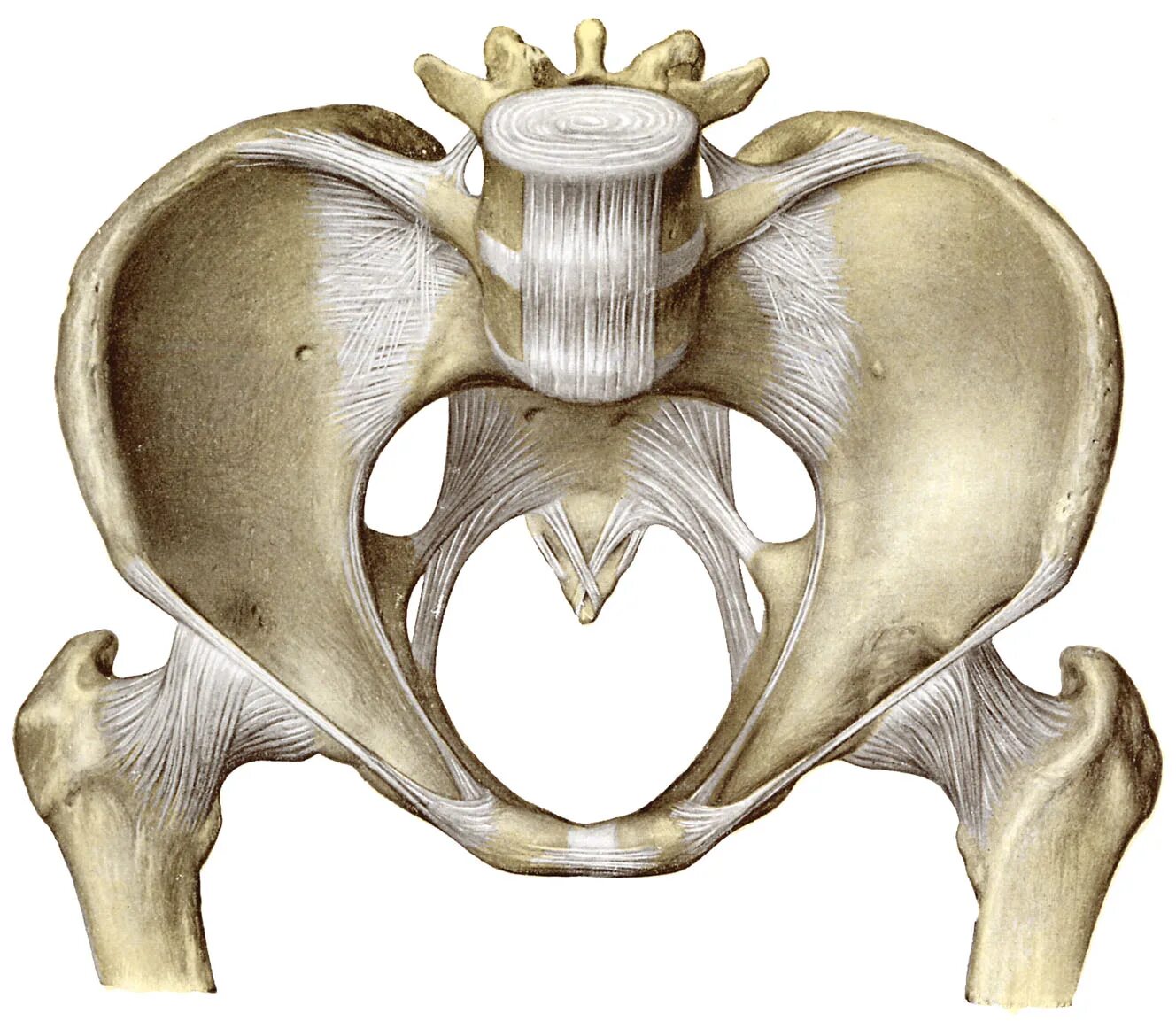 Костный таз анатомия. Тазовая кость скелет. Таз Остеология. Форамен исхиадикум.