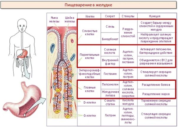 Органы пищеварения человека для ЕГЭ по биологии. Анатомия ЕГЭ биология 2023. Желудок человека биология ЕГЭ.