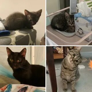Кошка меняется