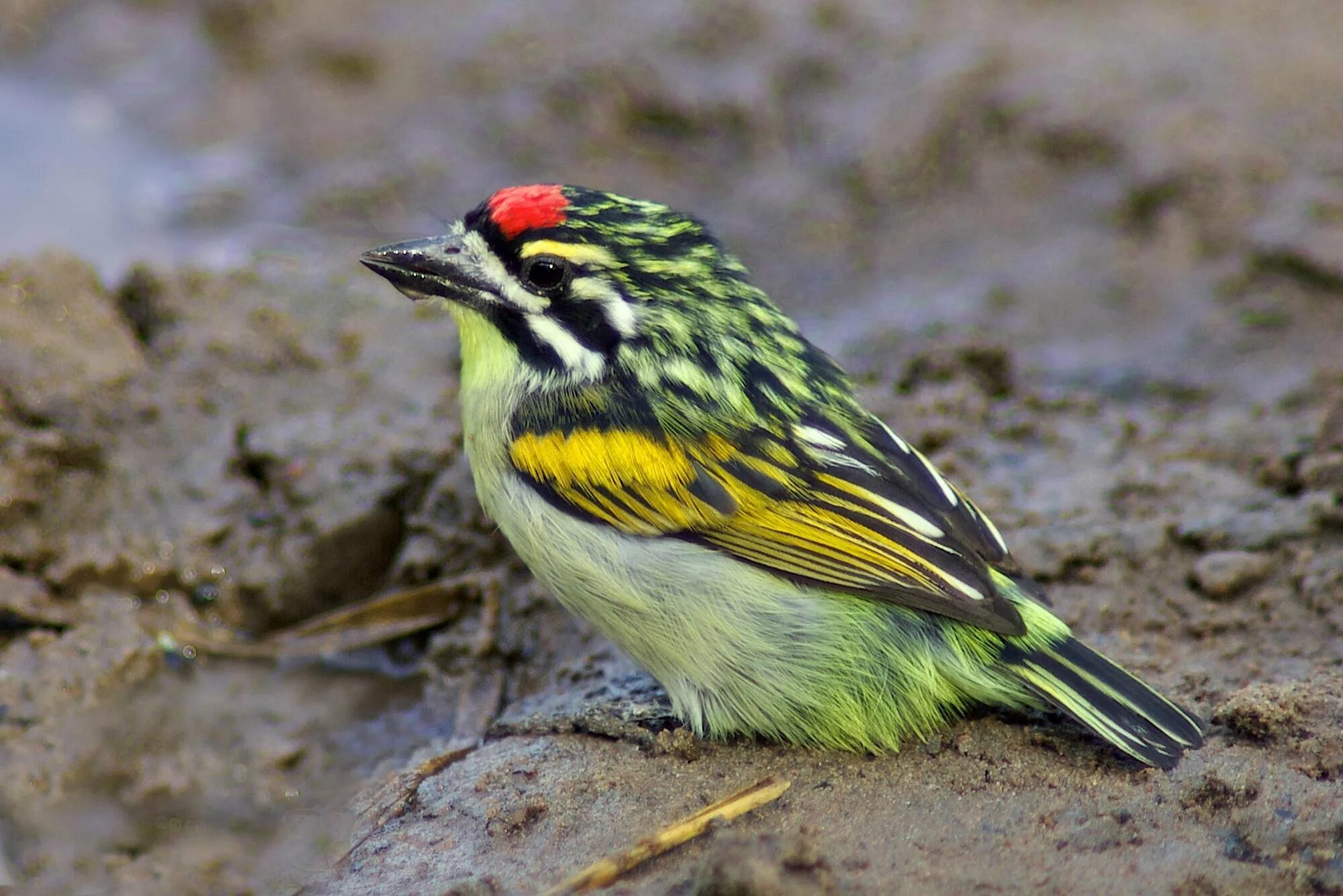 Маленькая полосатая птица. Pogoniulus pusillus. Red-Fronted Tinkerbird. Полосатая птица. Птица в полоску.