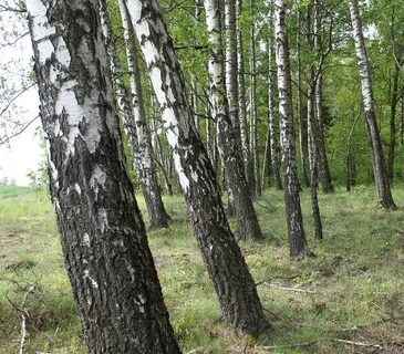Старый березняк