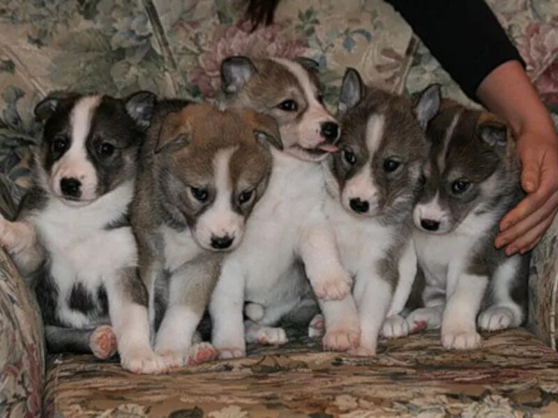 сколько щенков щенят западно сибирская лайка. щенки зсл лайки. сколько щенков щенят западно сибирская лайка. новорожденные щенки лайки западно сибирской. щенки зсл лайки.