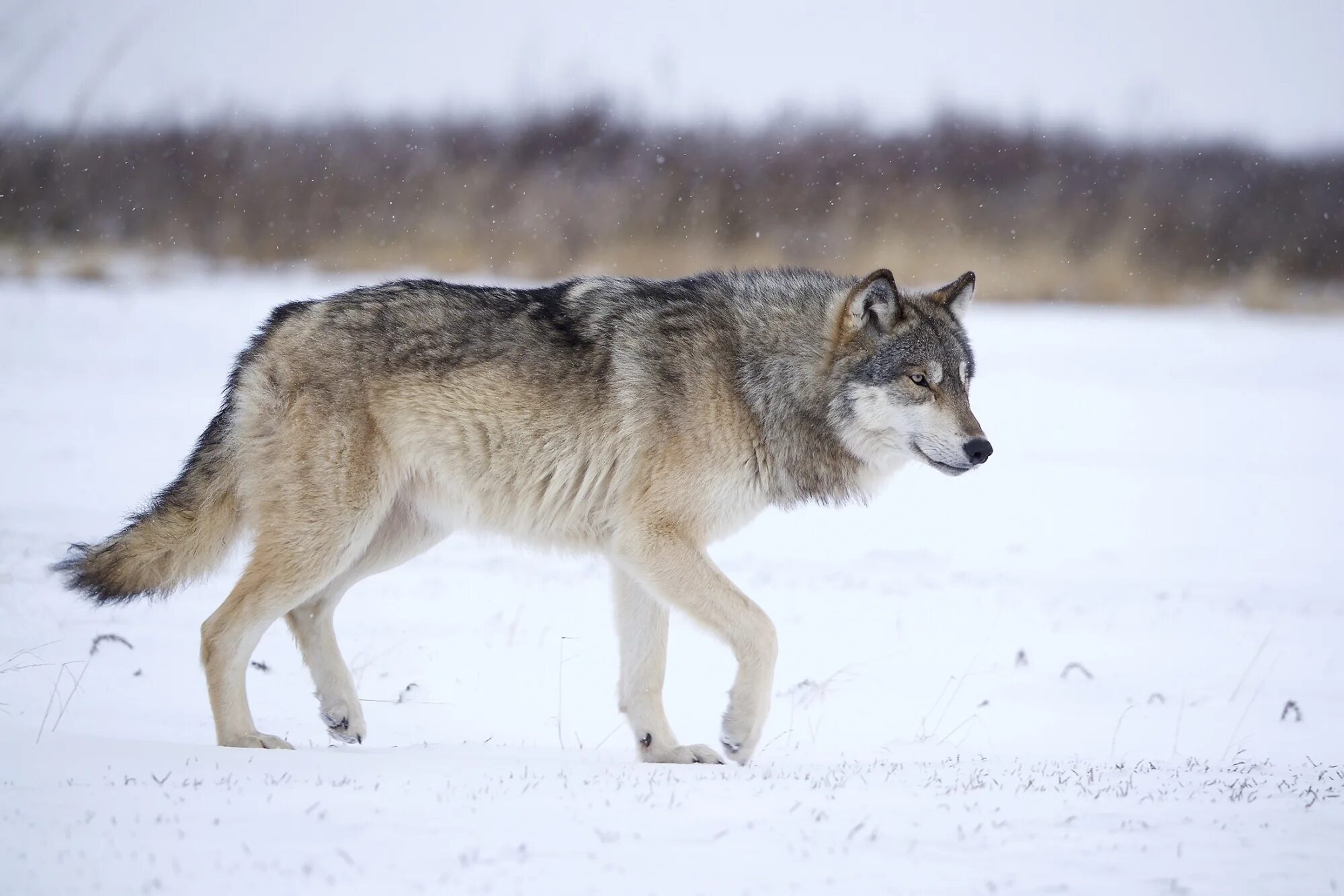 Русский вольф. Среднерусский Лесной волк. Волк canis Lupus. Волк идет вид сбоку. Среднесибирский волк.