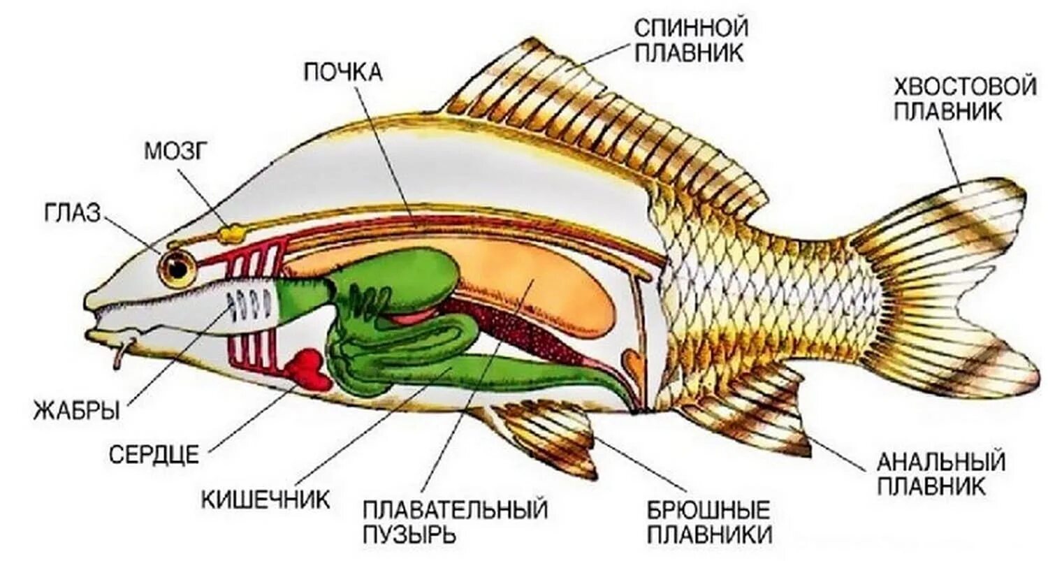 Внутреннее строение щуки. Внутреннее строение рыбы костной рыбы. Внутреннее строение костистой рыбы. Внутреннее строение строение костной рыбы. У рыбы есть сердце.