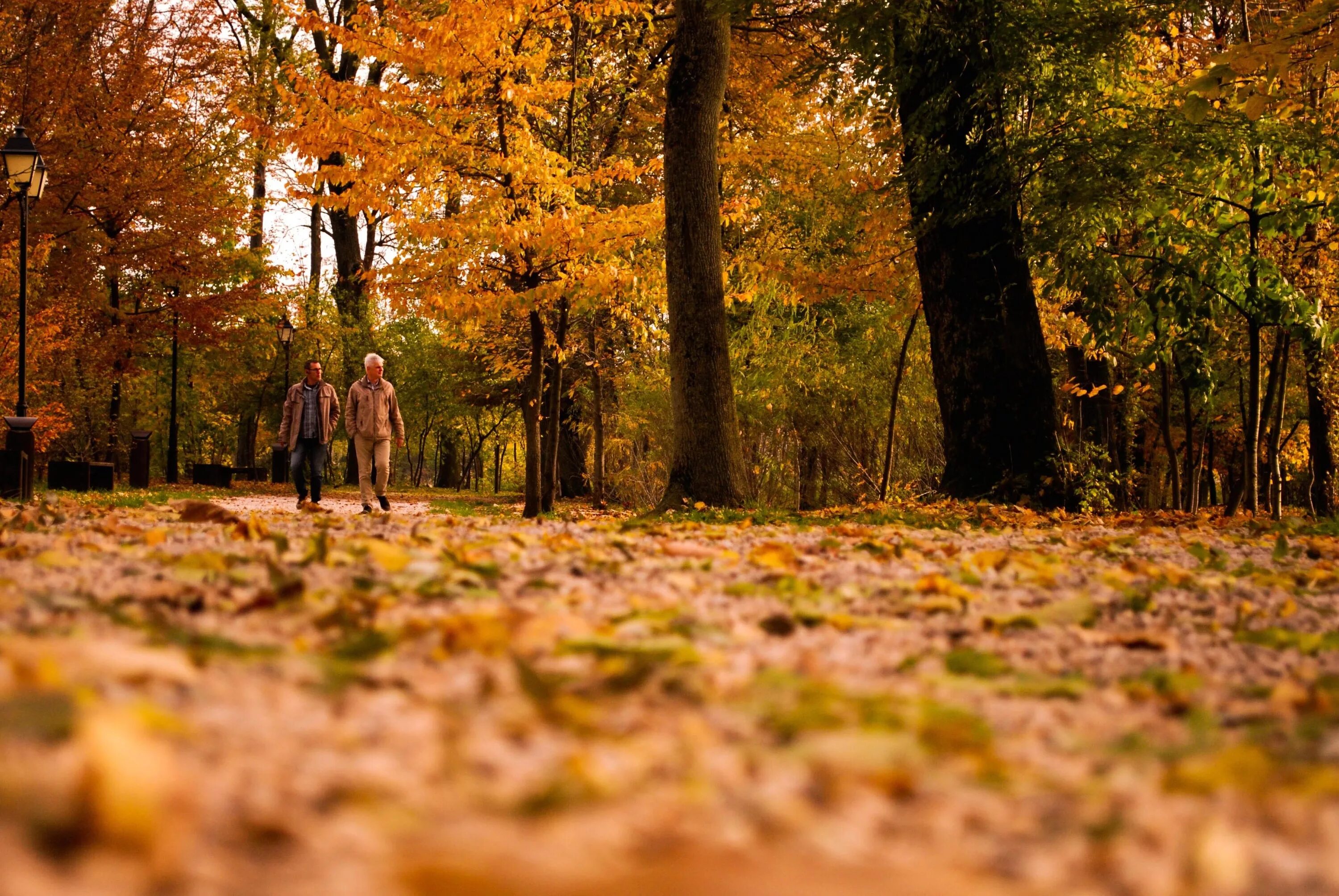 Осень без людей. Осенняя прогулка. Прогулка в осеннем лесу. Осенний лес. Прогулка в осеннем парке.