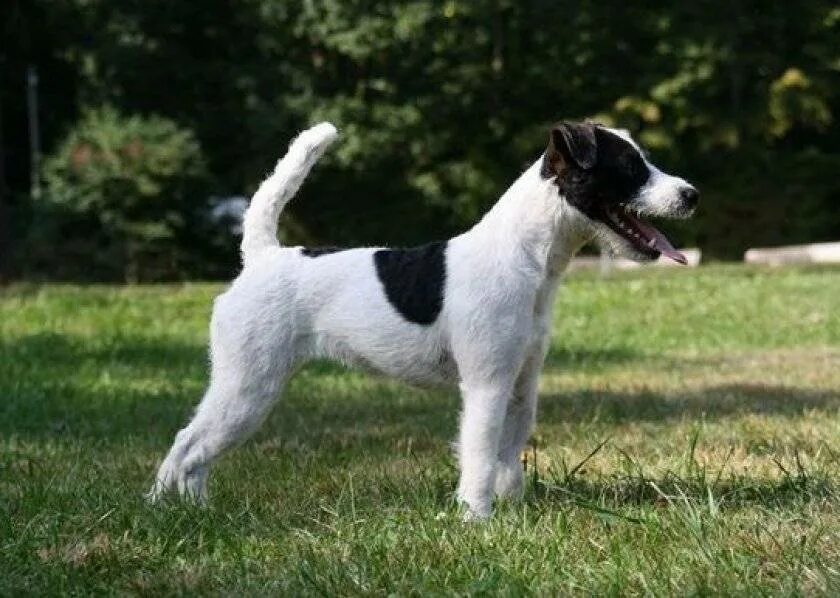 Жесткошерстный парсон рассел. Джек рассел парсон. Парсон. Парсон-рассел-терьер. Джек парсон терьер.