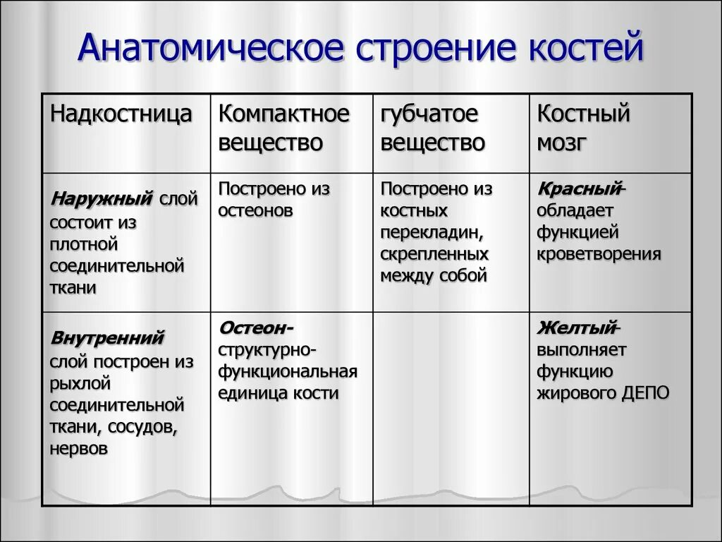 Функции мозга в костях. Строение и функции костного мозга таблица. Красный и желтый костный мозг таблица. Надкостница строение и функции таблица. Строение костей надкостница.