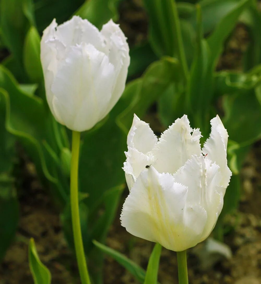 Тюльпан уайт маунтейн. Белые тюльпаны сорта. Тюльпан бахромчатый смирнов. Тюльпан уайт велли. Белые тюльпаны сорта.