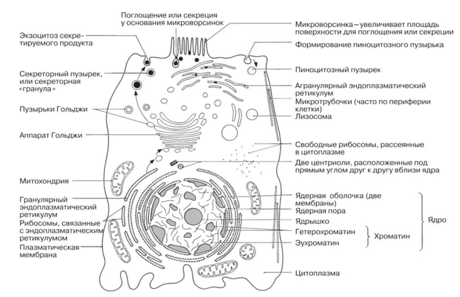 Обобщенное строение клетки. Строение эукариотической клетки рисунок егэ. строение эукариотической клетки егэ. строение клетки егэ биология. ультраструктура обобщенной растительной клетки.