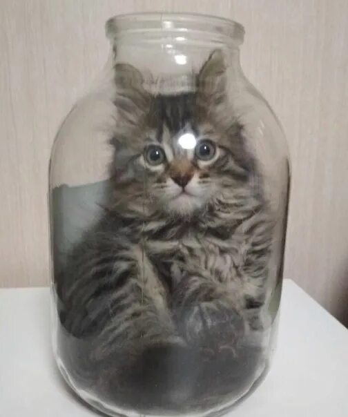 Кот в банке Кошка.ru Дзен