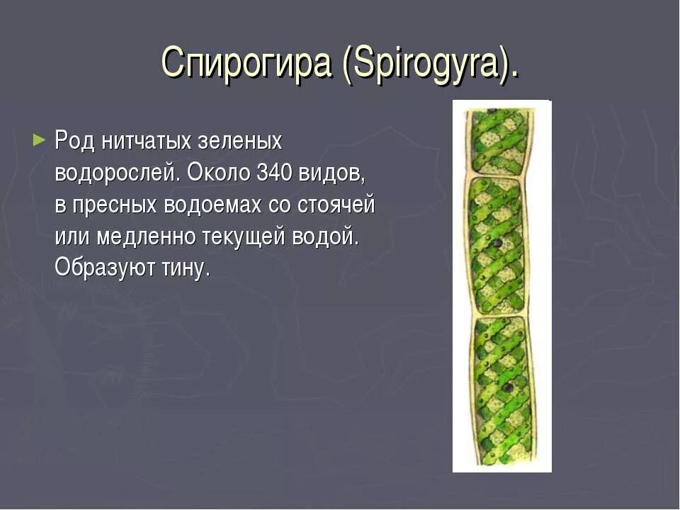 Какую форму имеет хроматофор спирогиры и улотрикса
