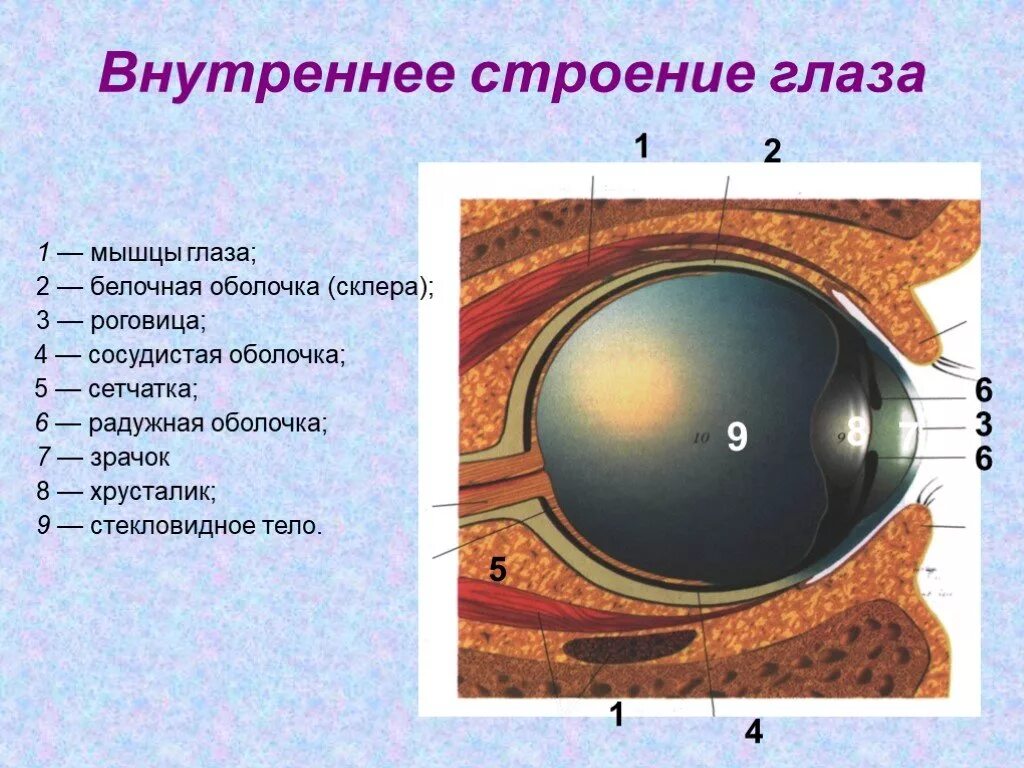 Отметьте верные утверждения белочная оболочка глаза. Белочная оболочка склера строение. Строение белочной оболочки глаза. Внутреннее строение глаза. Строение зрительного анализатора.